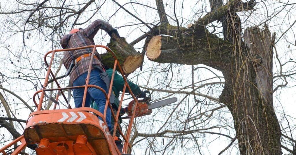 Two workers holding chainsaws trim a large branch on a dead tree, with one worker holding a piece of branch.