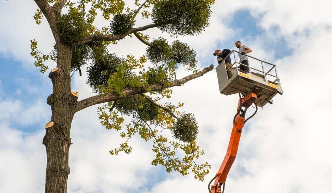 Workers in a crane look at a tree branch near the top of a tree. Other parts of the tree show various branch stumps.