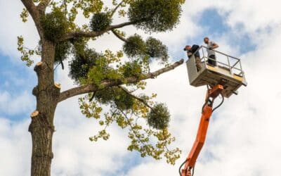 Why You Should Hire a Crane Service for Tree Removal